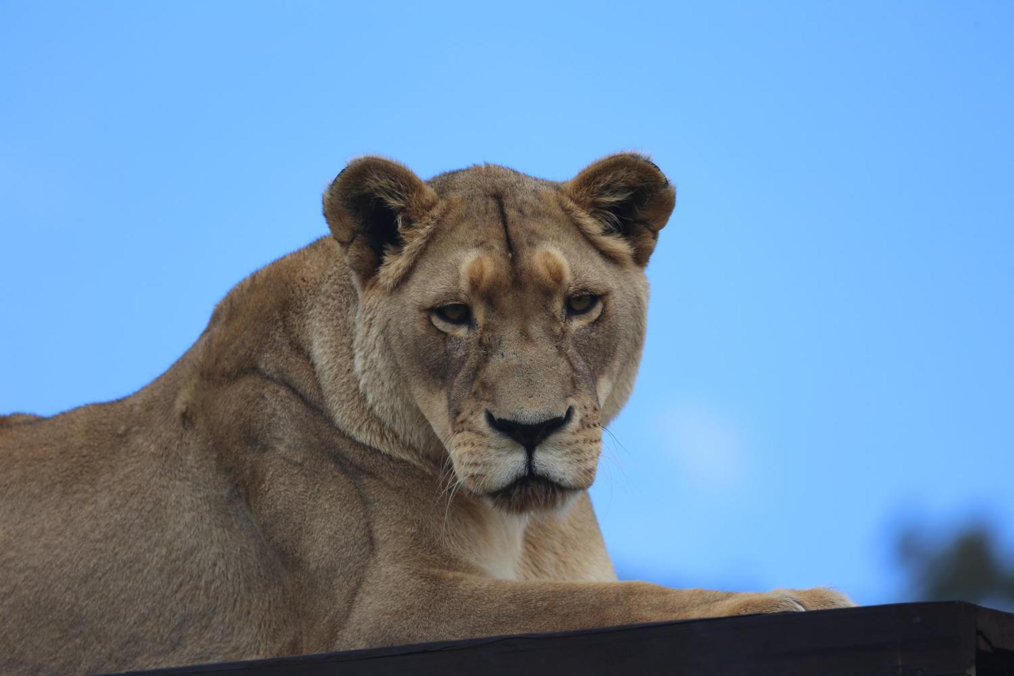 Lionsrock Big Cat Sanctuary Βίλα Βηθλεέμ Εξωτερικό φωτογραφία