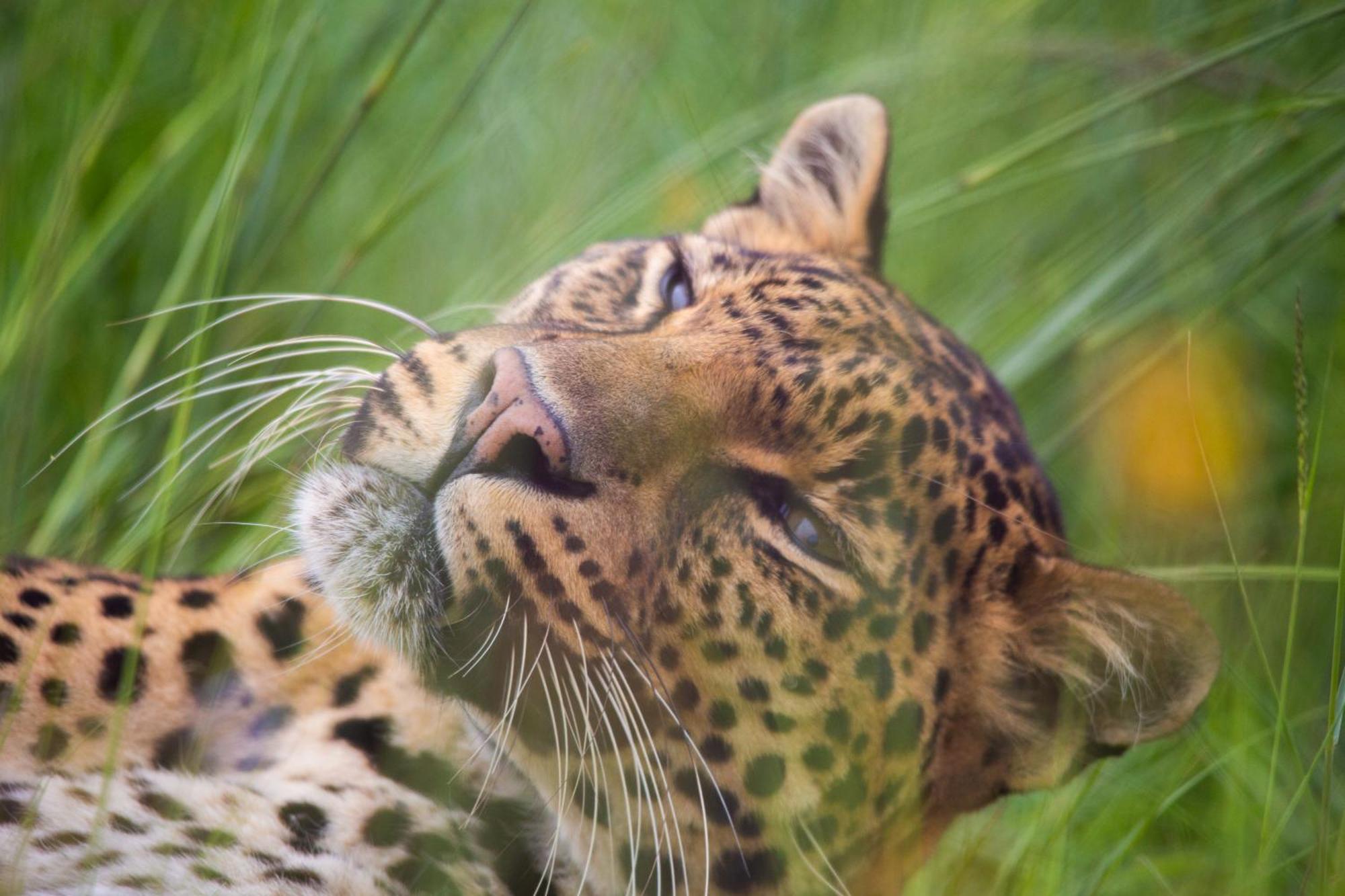 Lionsrock Big Cat Sanctuary Βίλα Βηθλεέμ Εξωτερικό φωτογραφία