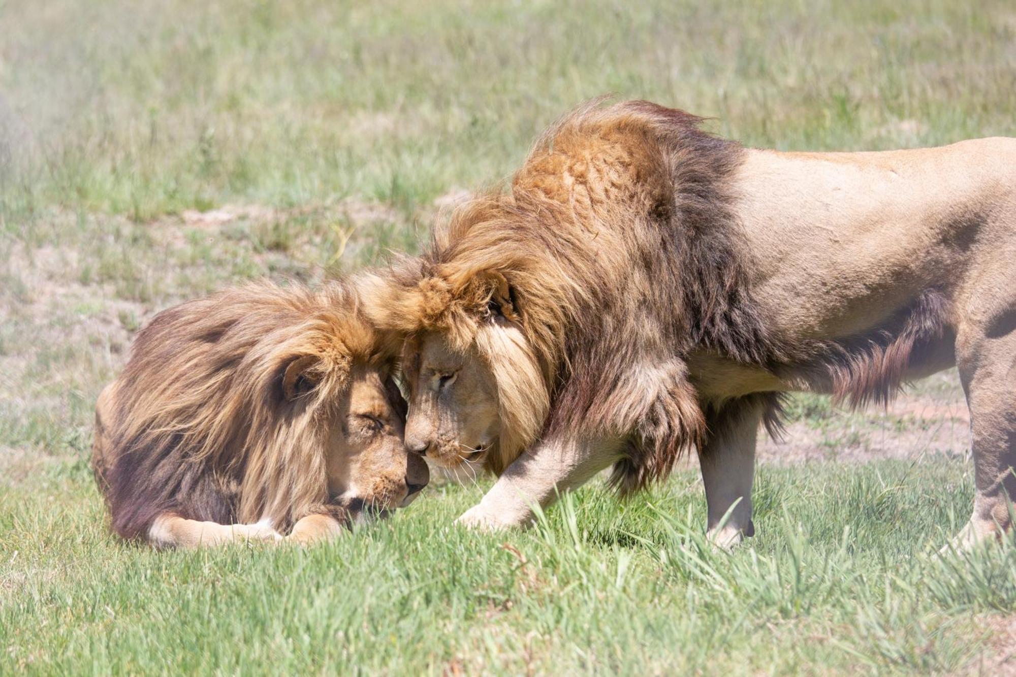 Lionsrock Big Cat Sanctuary Βίλα Βηθλεέμ Εξωτερικό φωτογραφία