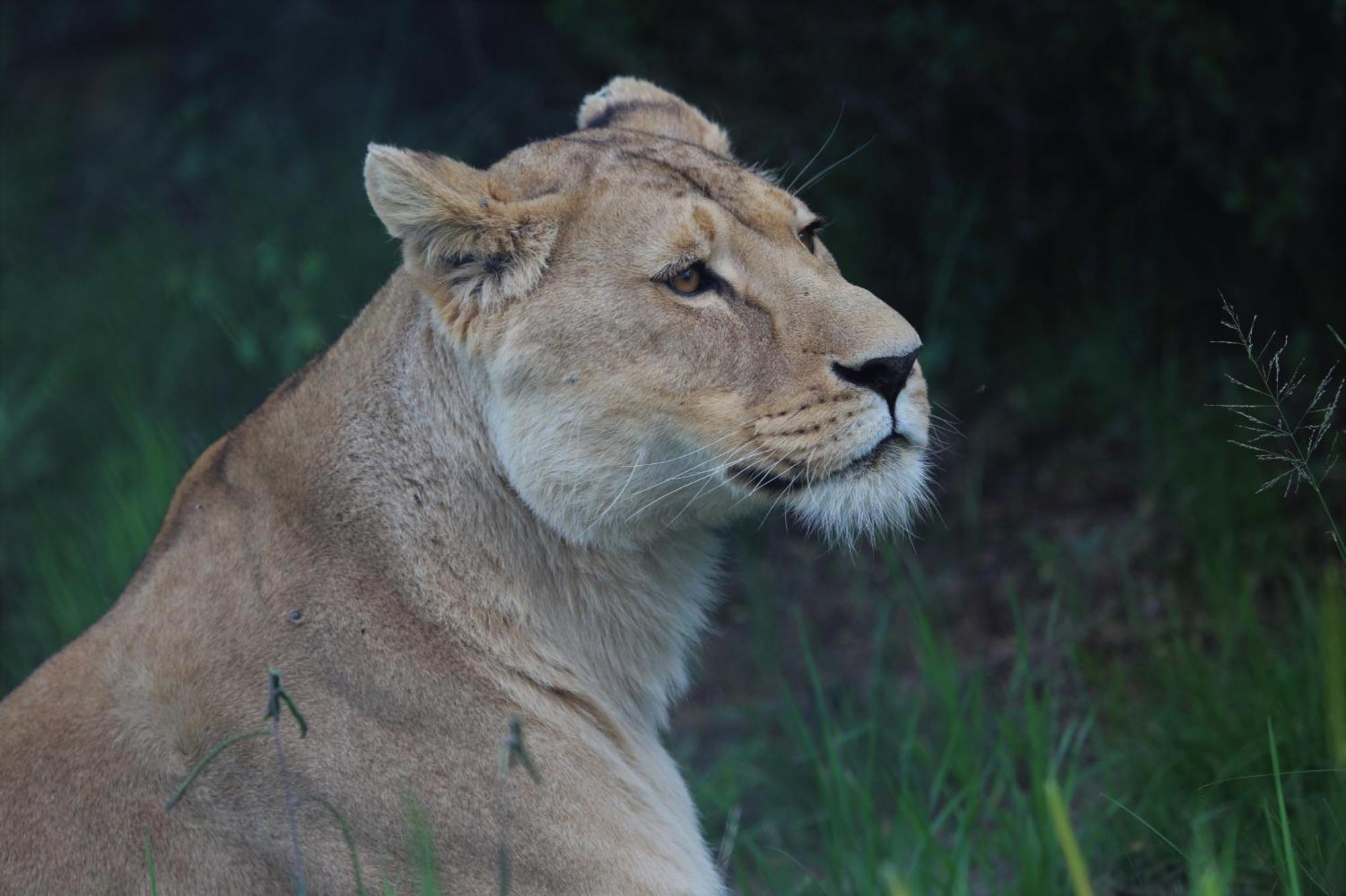 Lionsrock Big Cat Sanctuary Βίλα Βηθλεέμ Εξωτερικό φωτογραφία