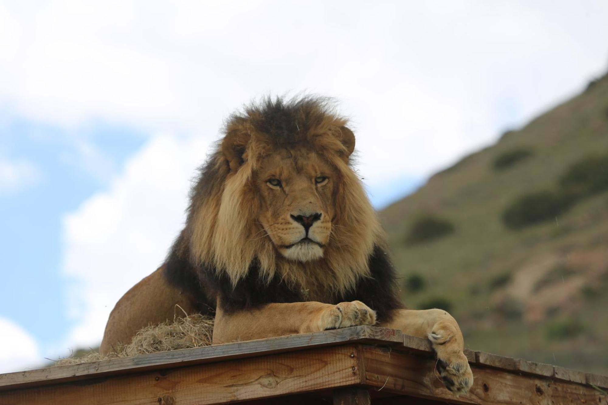 Lionsrock Big Cat Sanctuary Βίλα Βηθλεέμ Εξωτερικό φωτογραφία