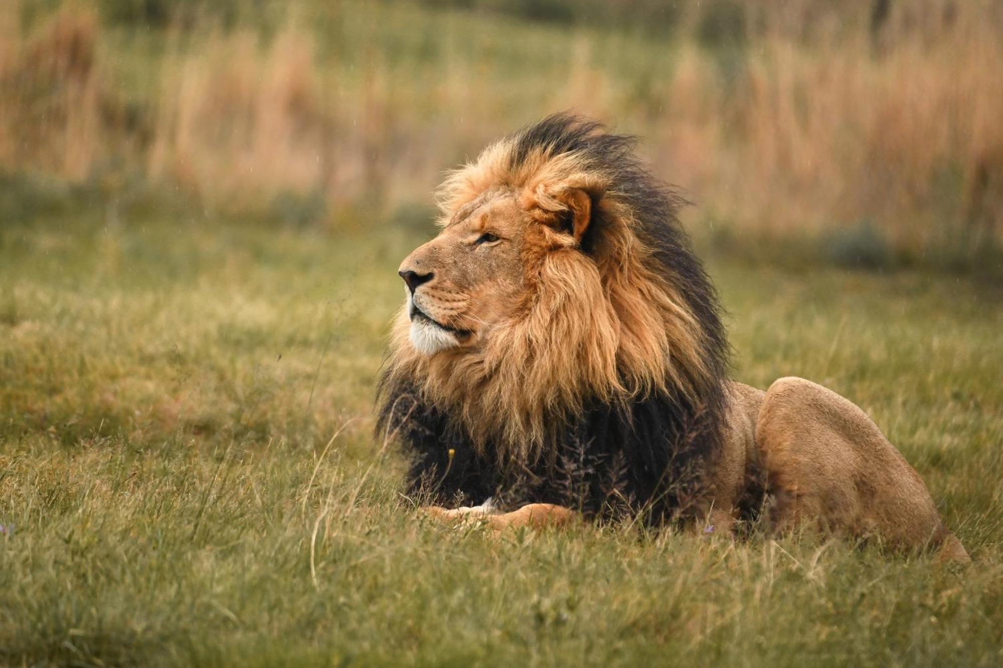 Lionsrock Big Cat Sanctuary Βίλα Βηθλεέμ Εξωτερικό φωτογραφία