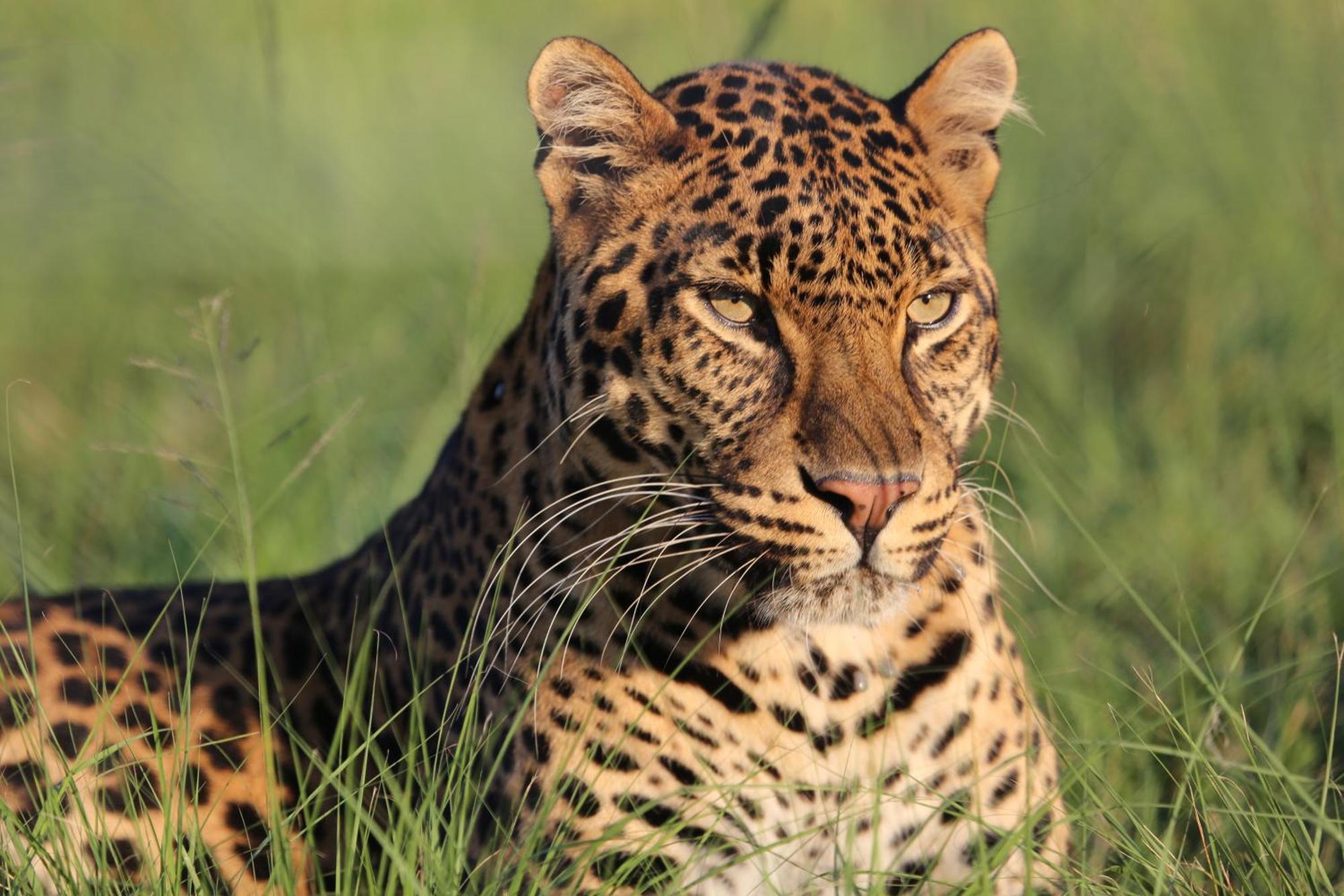 Lionsrock Big Cat Sanctuary Βίλα Βηθλεέμ Εξωτερικό φωτογραφία