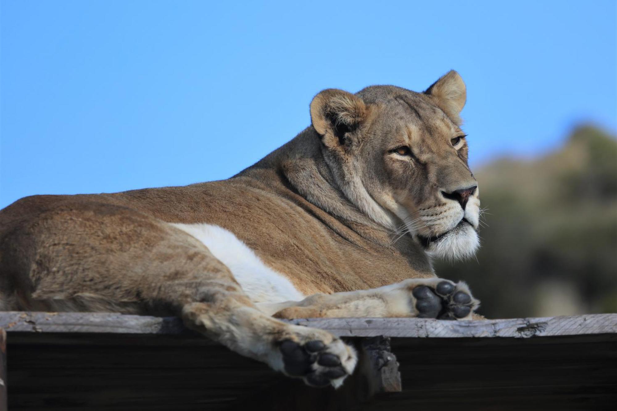 Lionsrock Big Cat Sanctuary Βίλα Βηθλεέμ Εξωτερικό φωτογραφία