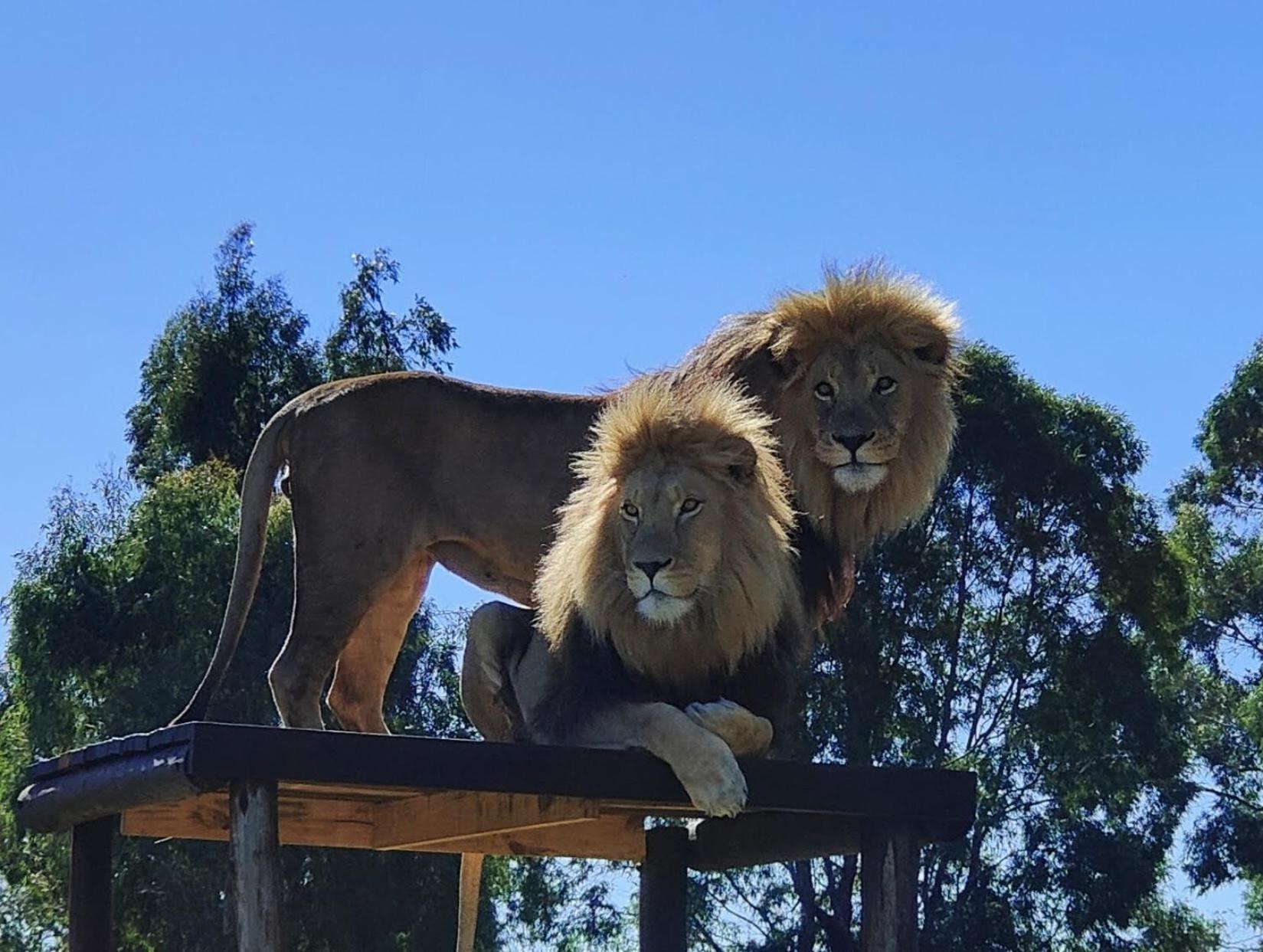 Lionsrock Big Cat Sanctuary Βίλα Βηθλεέμ Εξωτερικό φωτογραφία