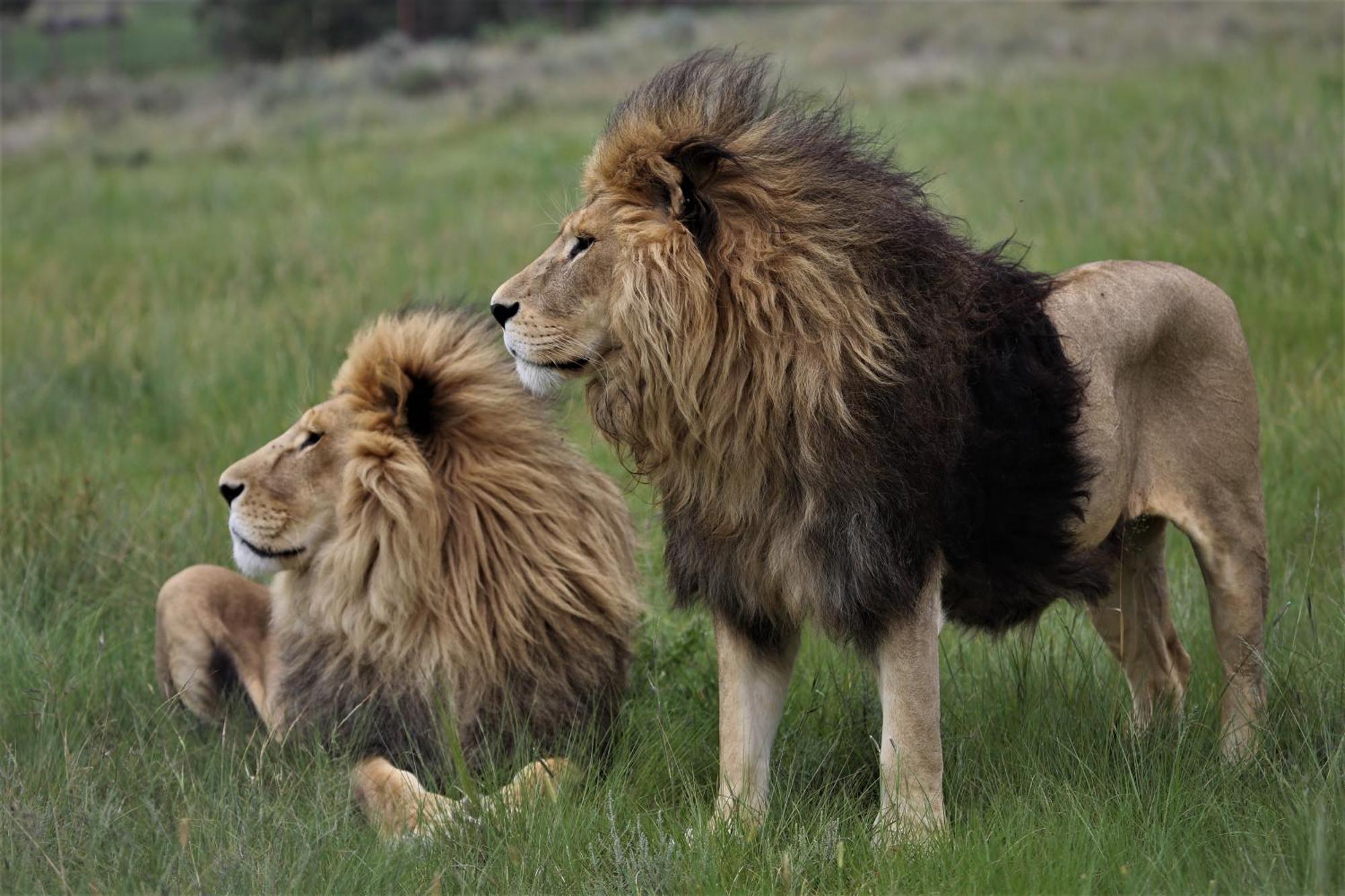 Lionsrock Big Cat Sanctuary Βίλα Βηθλεέμ Εξωτερικό φωτογραφία