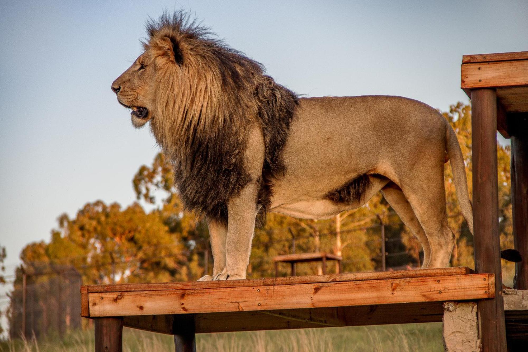 Lionsrock Big Cat Sanctuary Βίλα Βηθλεέμ Εξωτερικό φωτογραφία