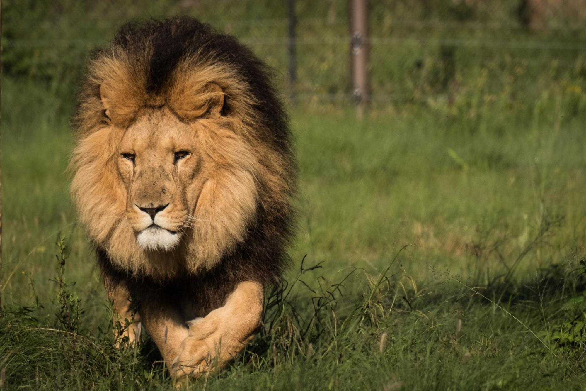 Lionsrock Big Cat Sanctuary Βίλα Βηθλεέμ Εξωτερικό φωτογραφία