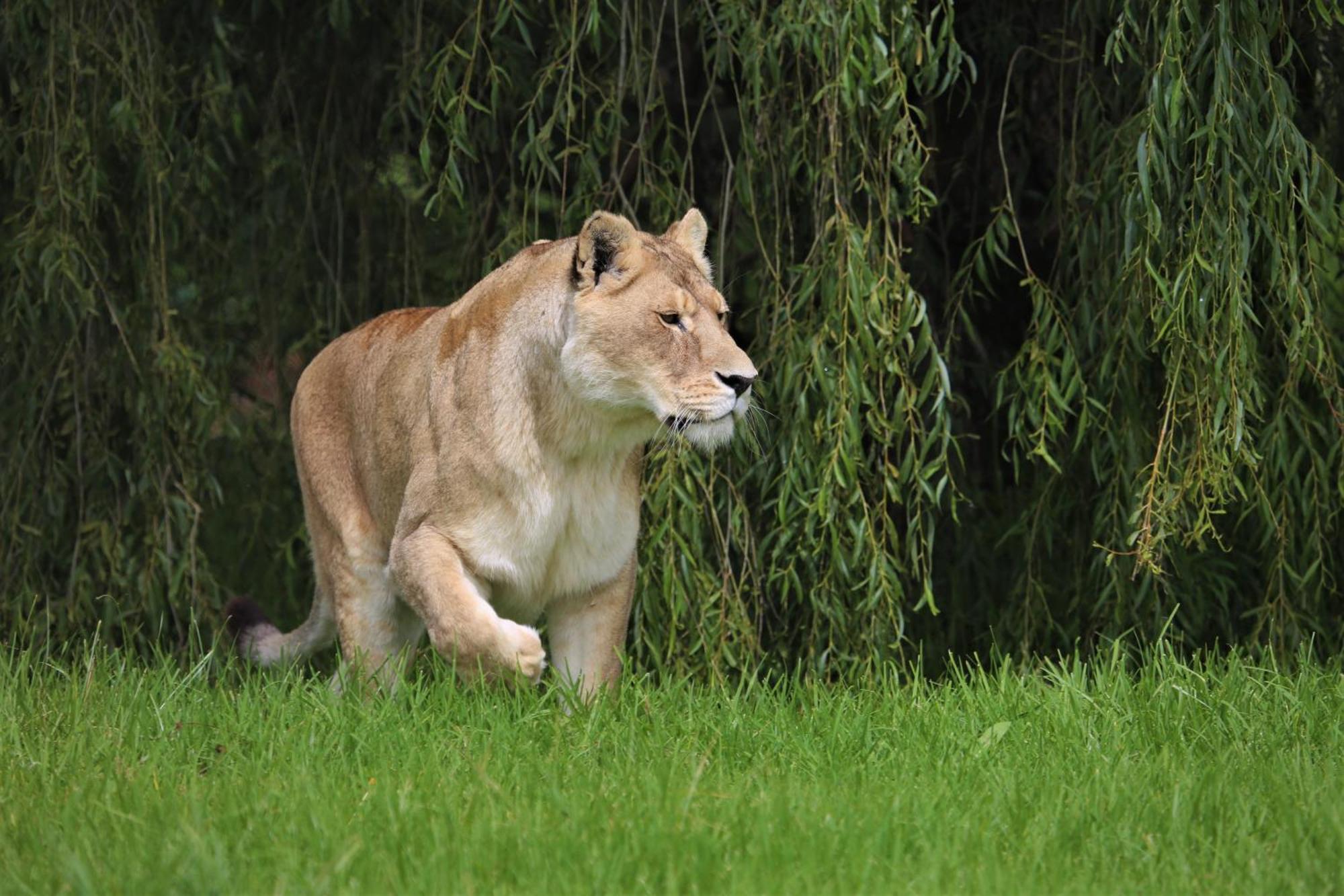 Lionsrock Big Cat Sanctuary Βίλα Βηθλεέμ Εξωτερικό φωτογραφία