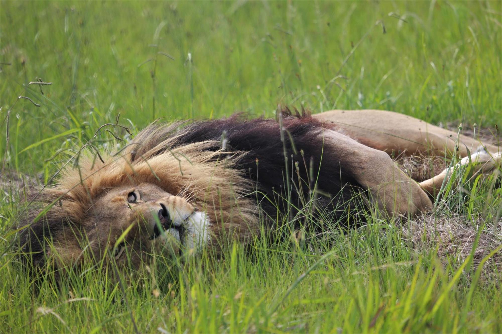 Lionsrock Big Cat Sanctuary Βίλα Βηθλεέμ Εξωτερικό φωτογραφία