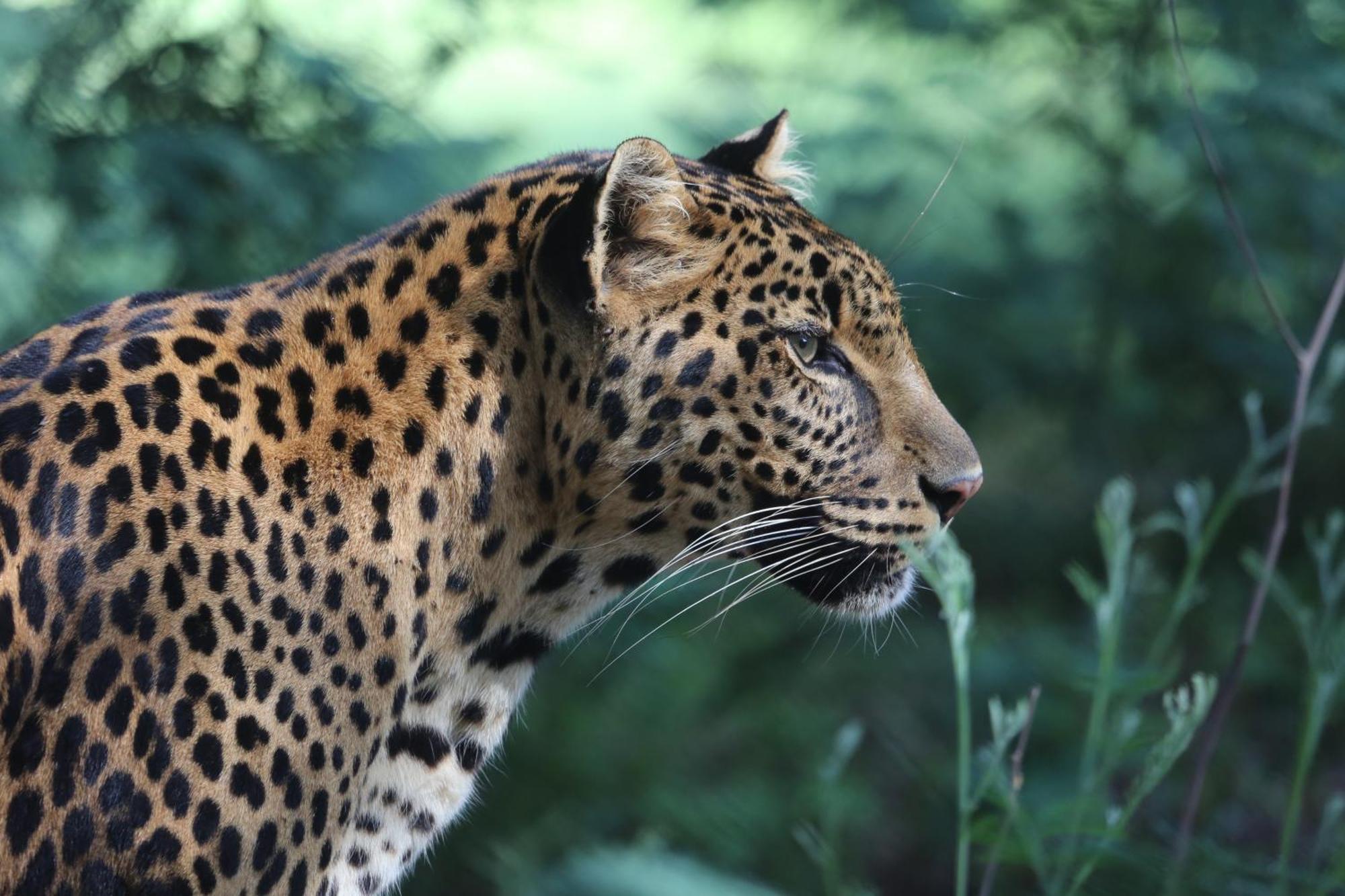 Lionsrock Big Cat Sanctuary Βίλα Βηθλεέμ Εξωτερικό φωτογραφία