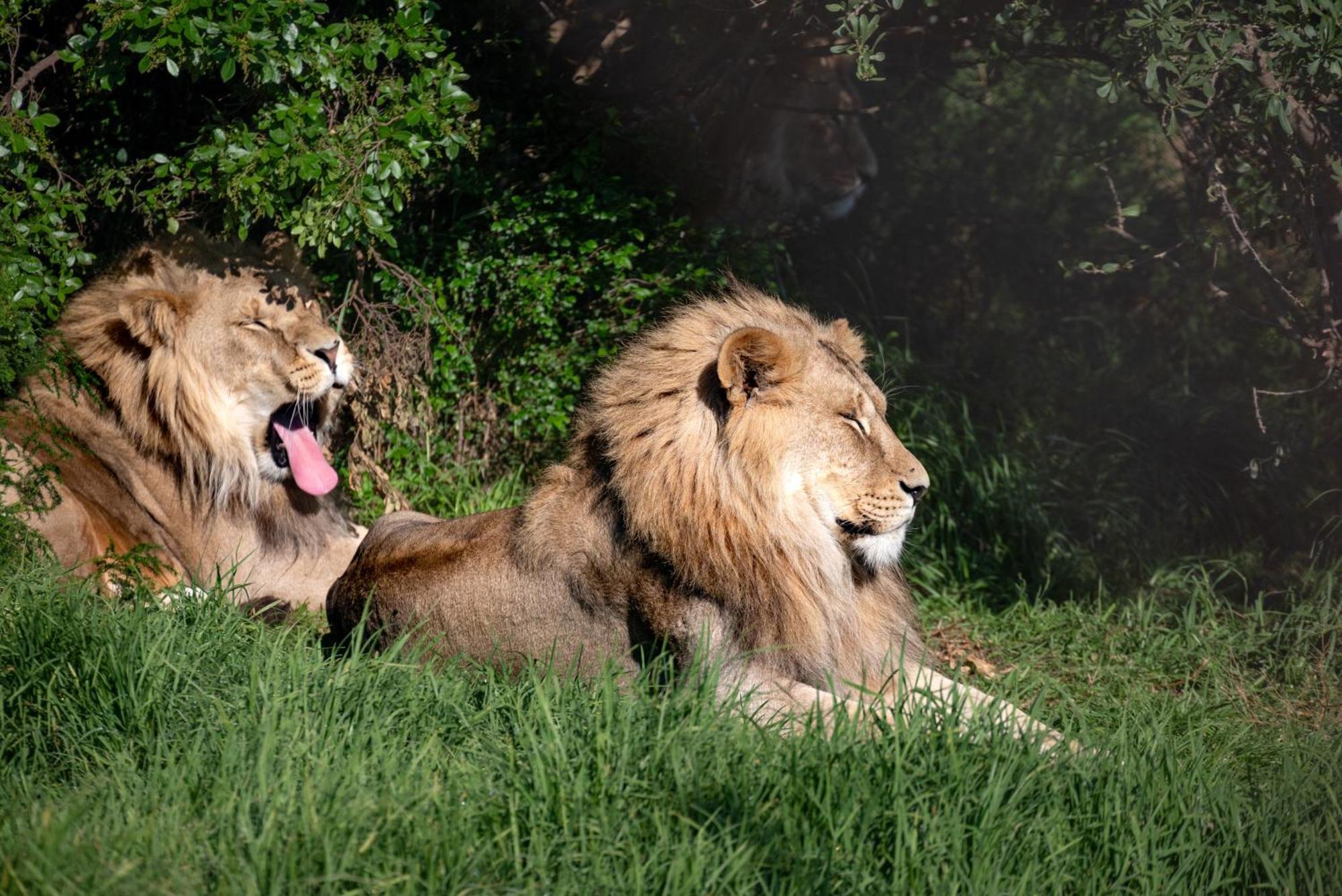 Lionsrock Big Cat Sanctuary Βίλα Βηθλεέμ Εξωτερικό φωτογραφία