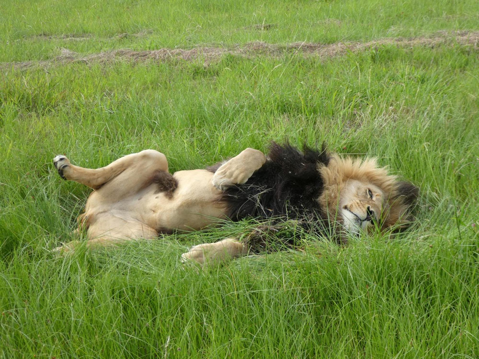 Lionsrock Big Cat Sanctuary Βίλα Βηθλεέμ Εξωτερικό φωτογραφία