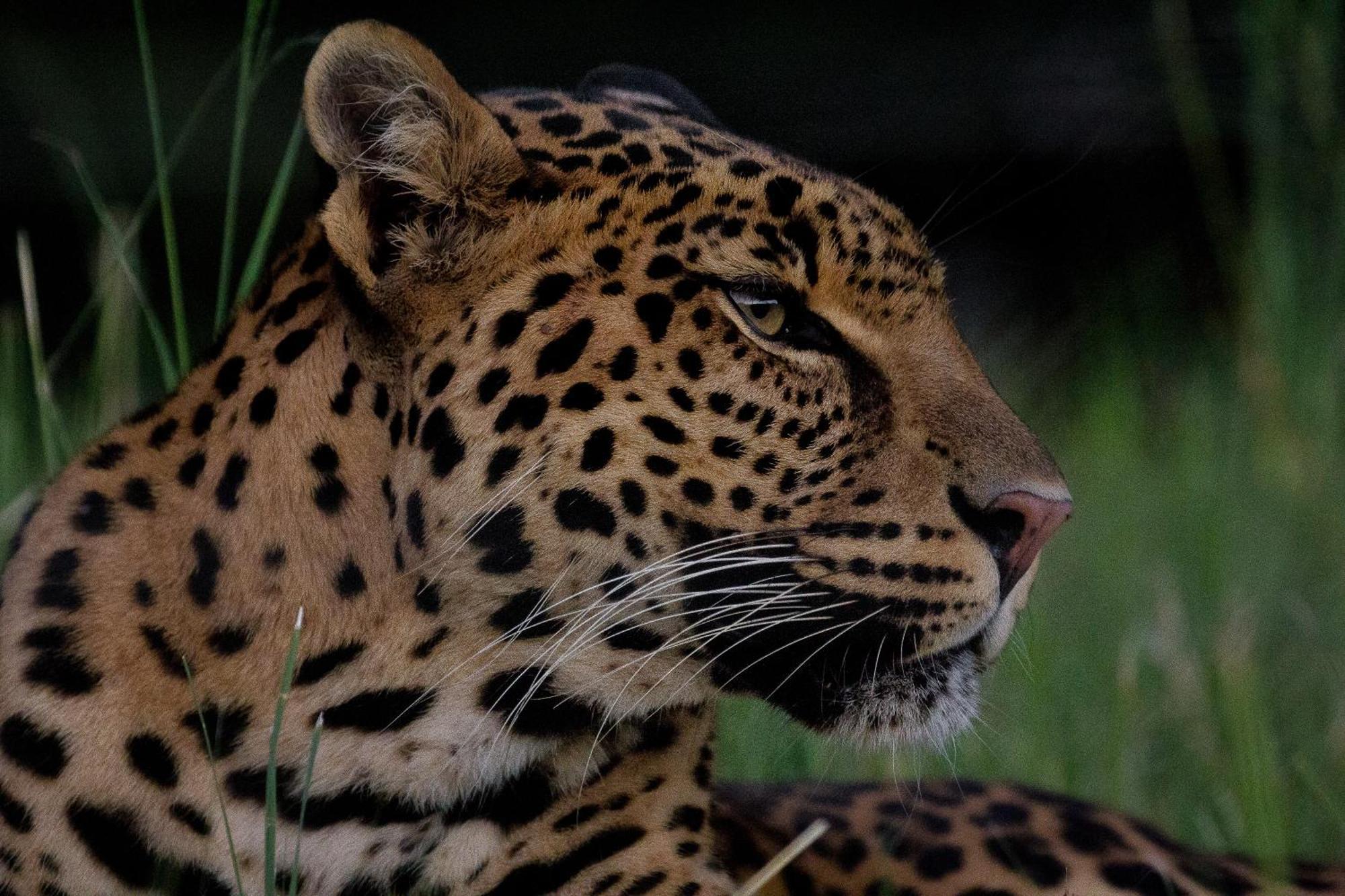 Lionsrock Big Cat Sanctuary Βίλα Βηθλεέμ Εξωτερικό φωτογραφία