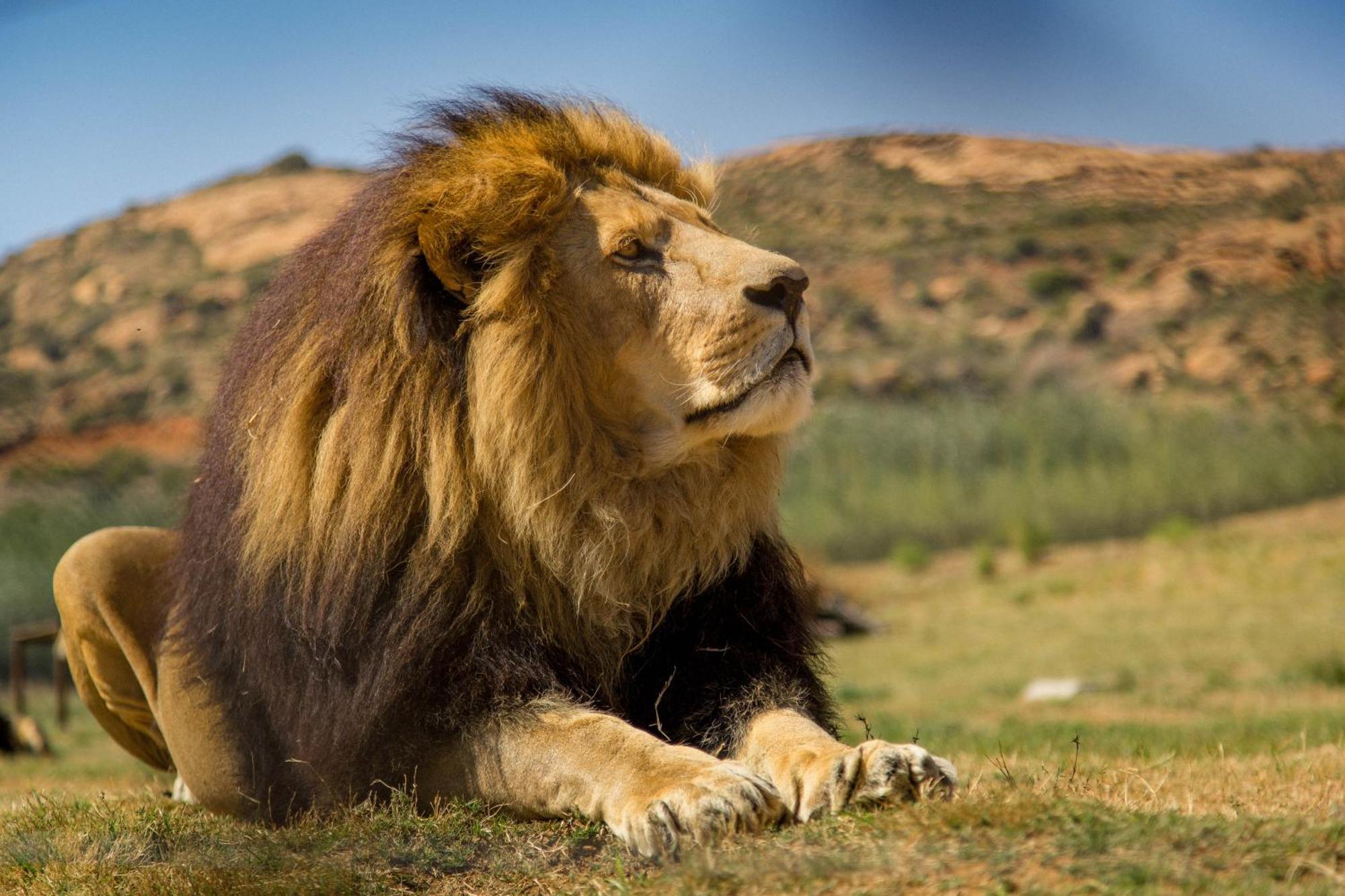 Lionsrock Big Cat Sanctuary Βίλα Βηθλεέμ Εξωτερικό φωτογραφία