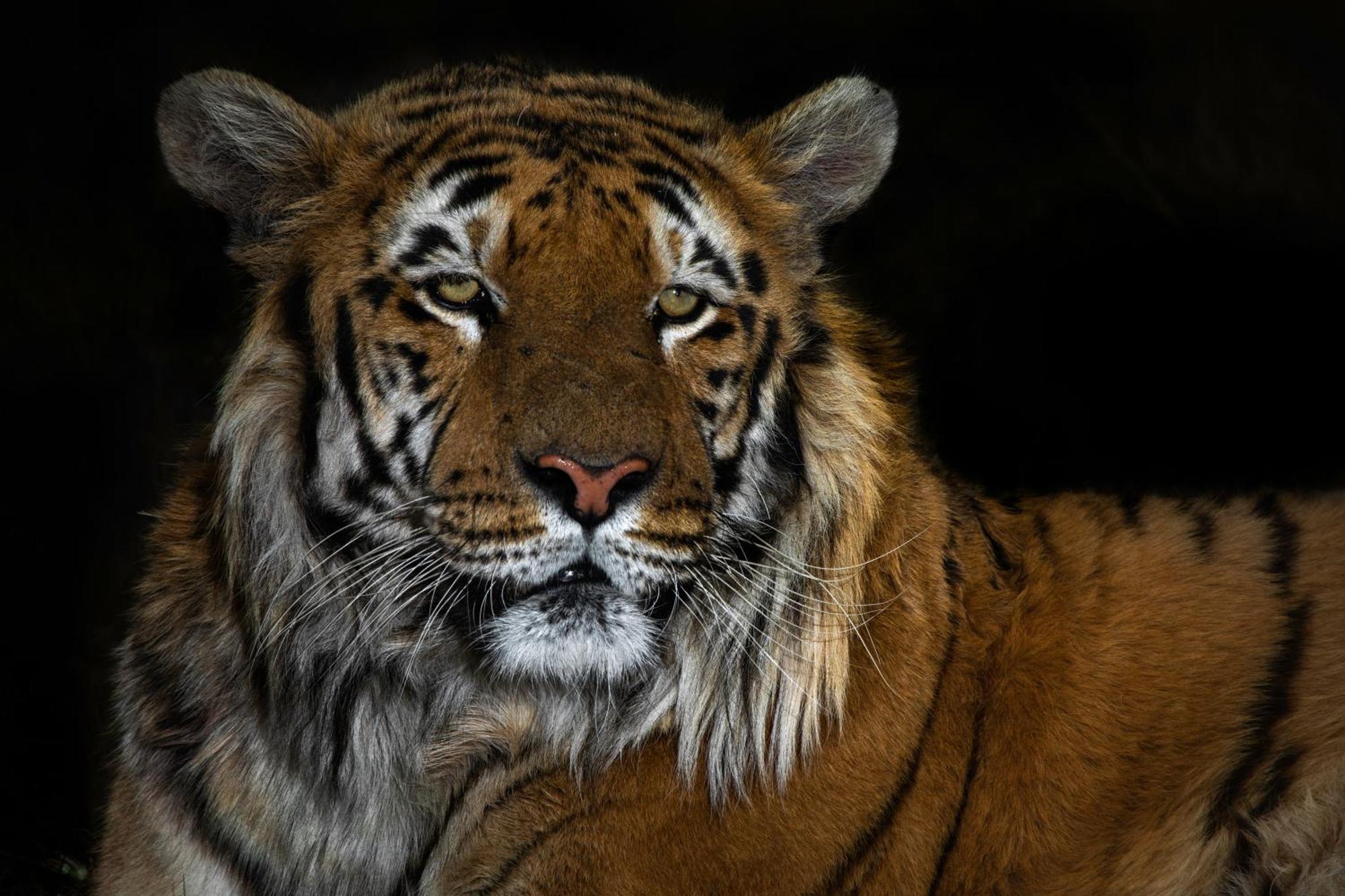 Lionsrock Big Cat Sanctuary Βίλα Βηθλεέμ Εξωτερικό φωτογραφία