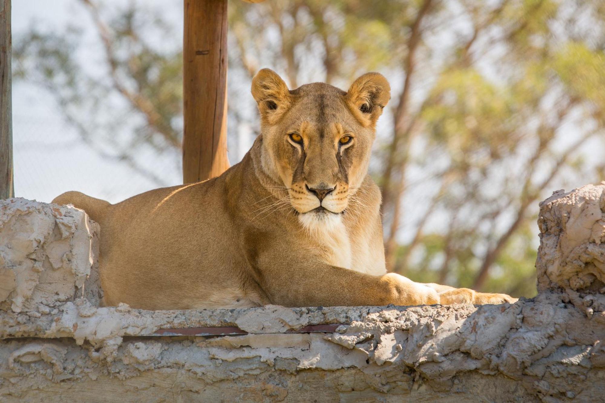 Lionsrock Big Cat Sanctuary Βίλα Βηθλεέμ Εξωτερικό φωτογραφία