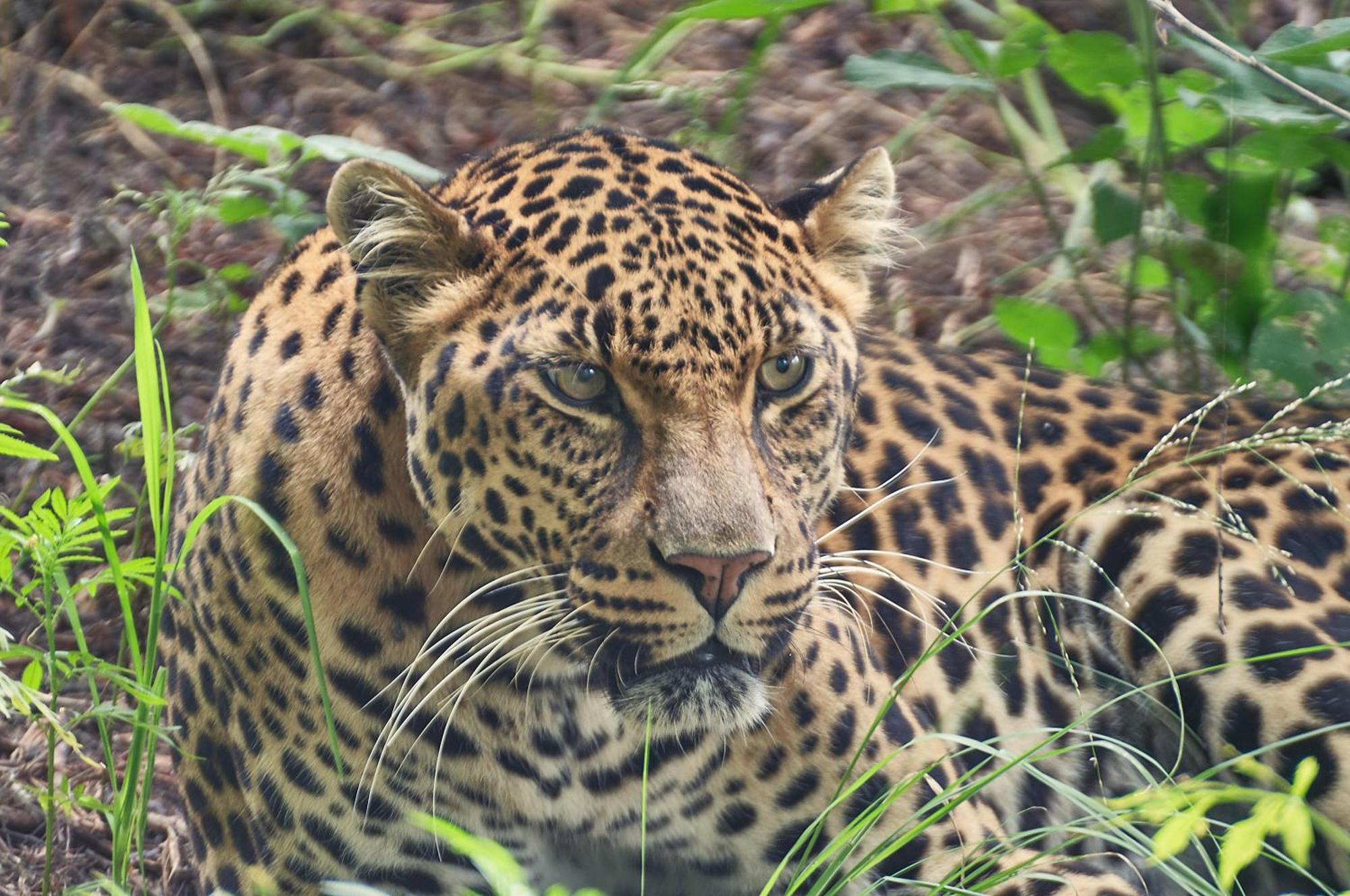 Lionsrock Big Cat Sanctuary Βίλα Βηθλεέμ Εξωτερικό φωτογραφία