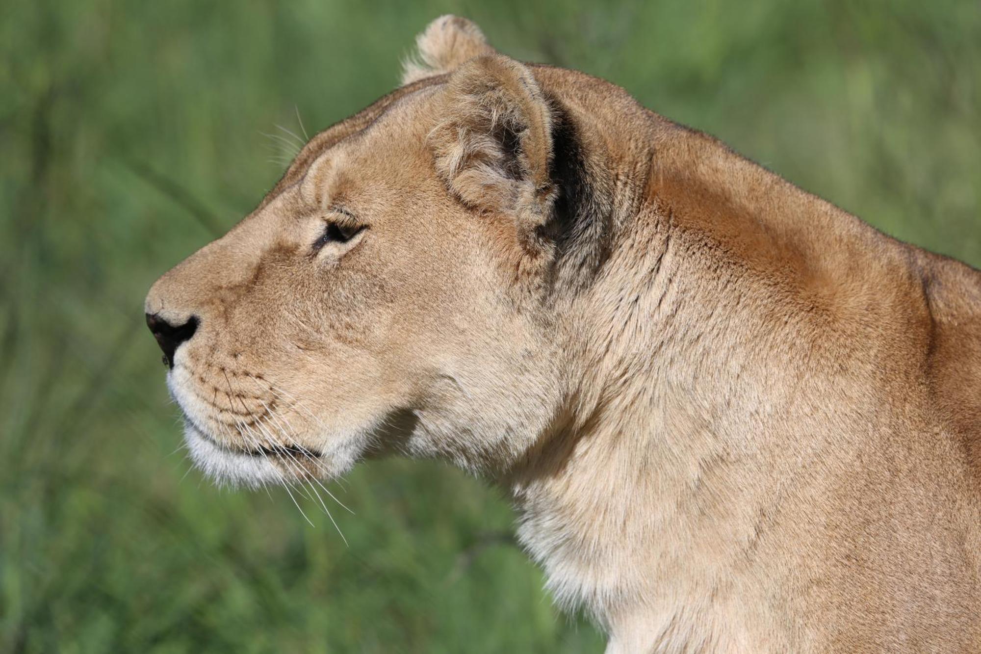 Lionsrock Big Cat Sanctuary Βίλα Βηθλεέμ Εξωτερικό φωτογραφία