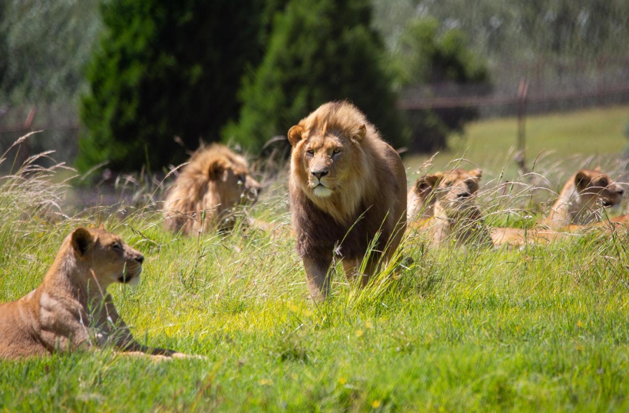 Lionsrock Big Cat Sanctuary Βίλα Βηθλεέμ Εξωτερικό φωτογραφία