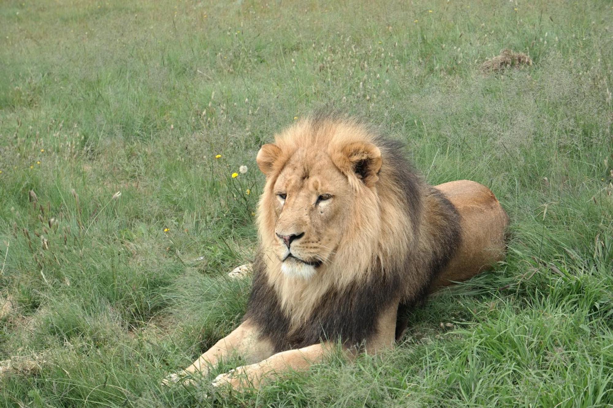 Lionsrock Big Cat Sanctuary Βίλα Βηθλεέμ Εξωτερικό φωτογραφία