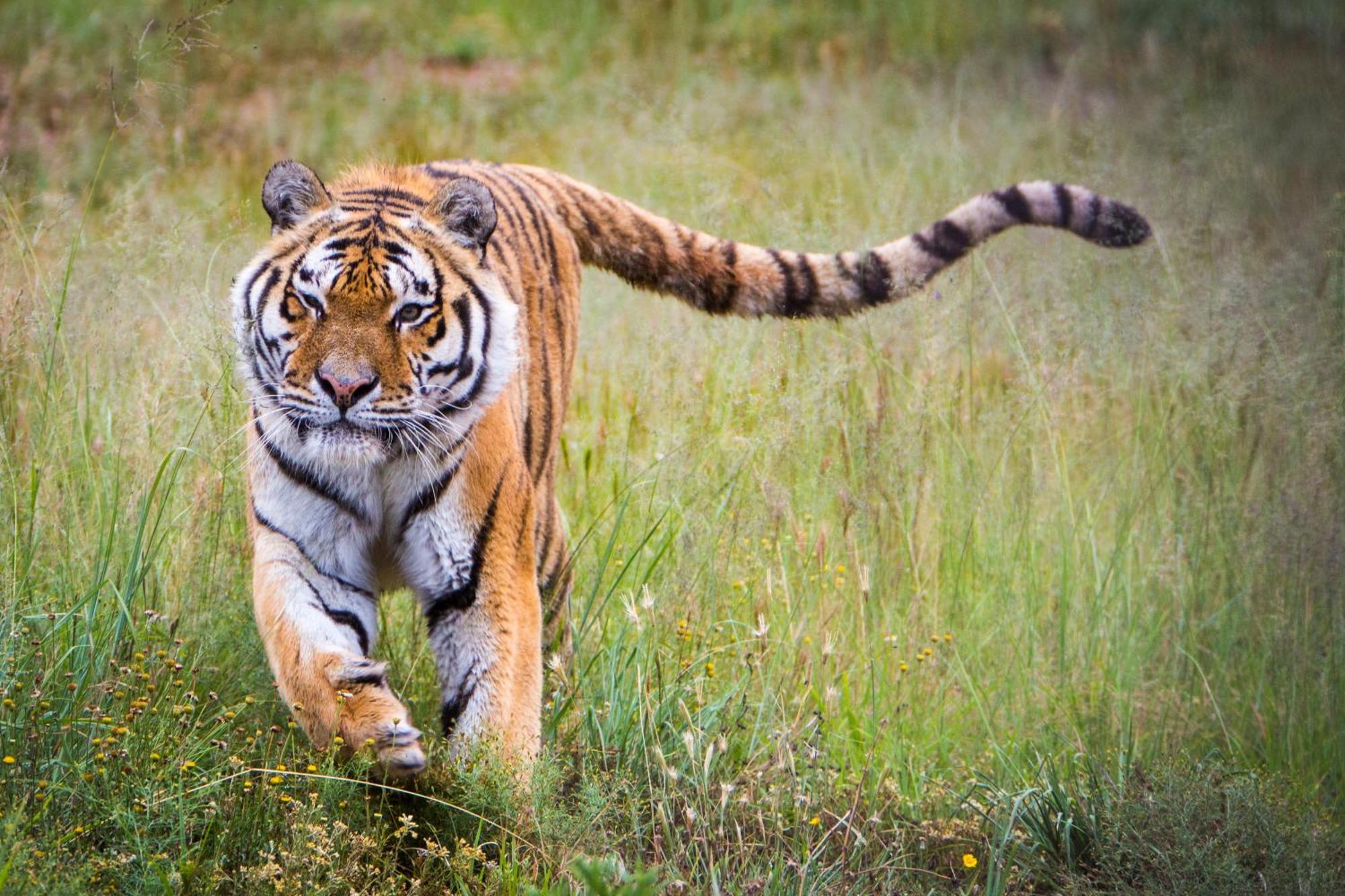 Lionsrock Big Cat Sanctuary Βίλα Βηθλεέμ Εξωτερικό φωτογραφία