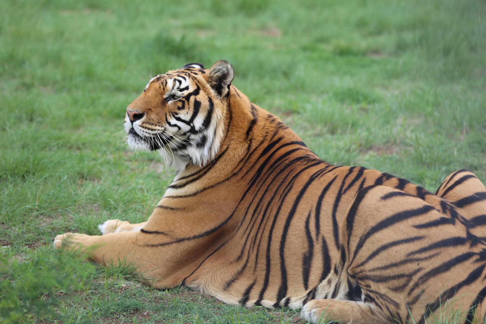 Lionsrock Big Cat Sanctuary Βίλα Βηθλεέμ Εξωτερικό φωτογραφία