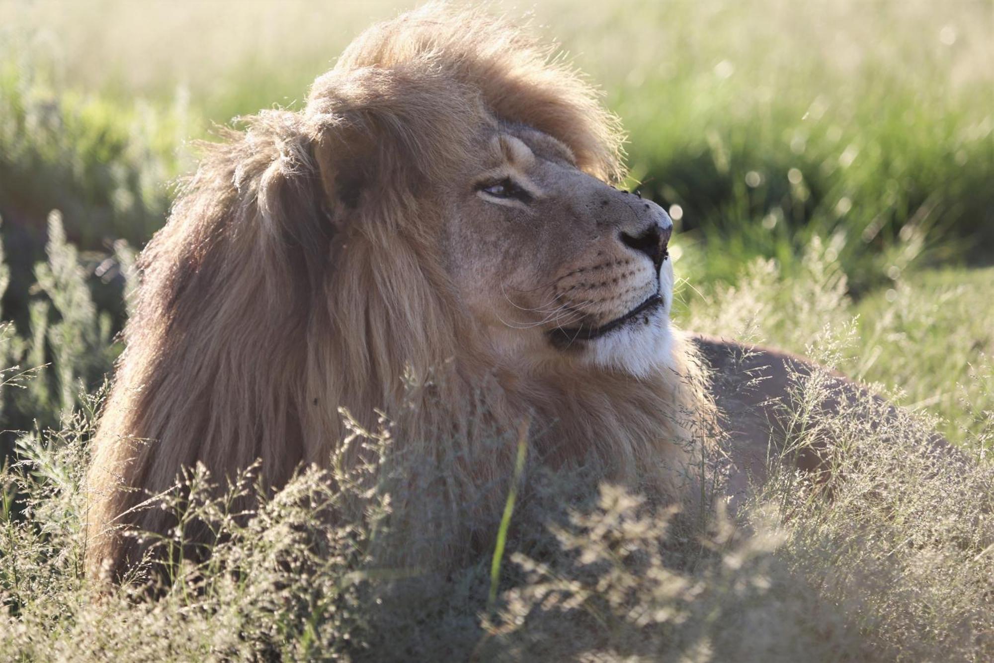 Lionsrock Big Cat Sanctuary Βίλα Βηθλεέμ Εξωτερικό φωτογραφία