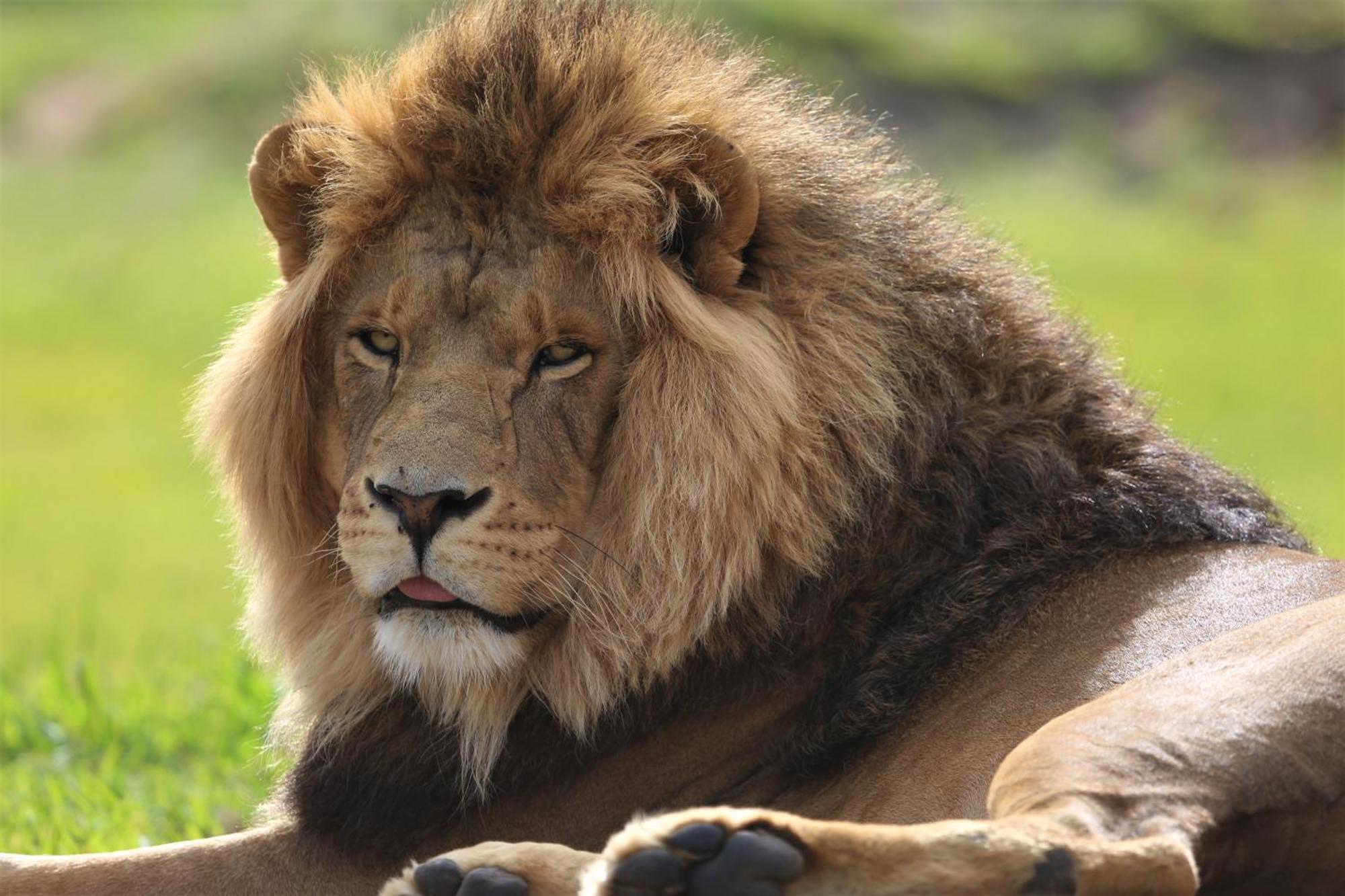 Lionsrock Big Cat Sanctuary Βίλα Βηθλεέμ Εξωτερικό φωτογραφία