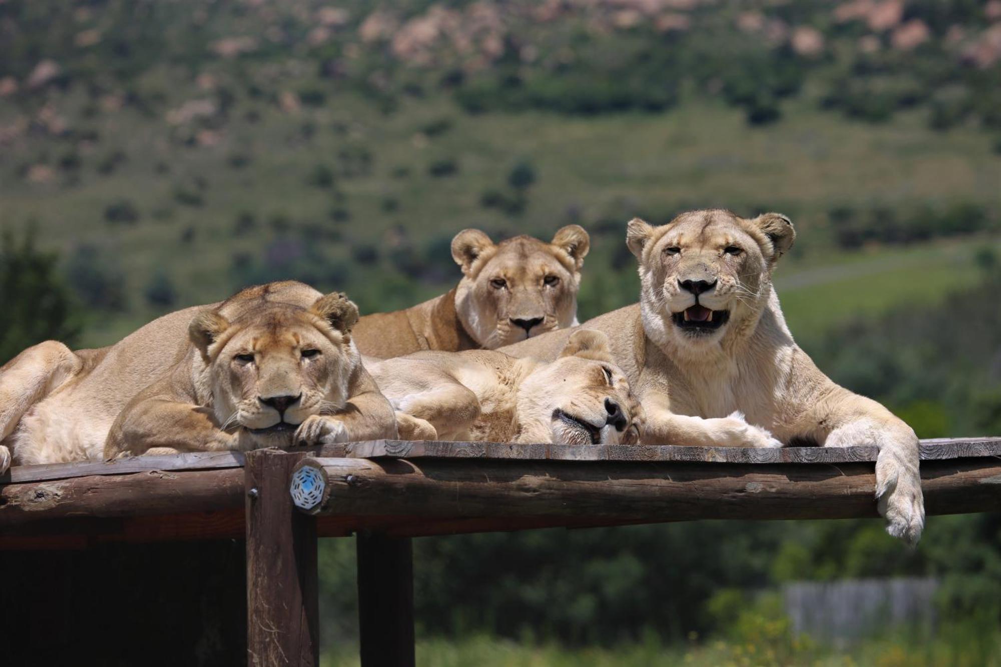 Lionsrock Big Cat Sanctuary Βίλα Βηθλεέμ Εξωτερικό φωτογραφία