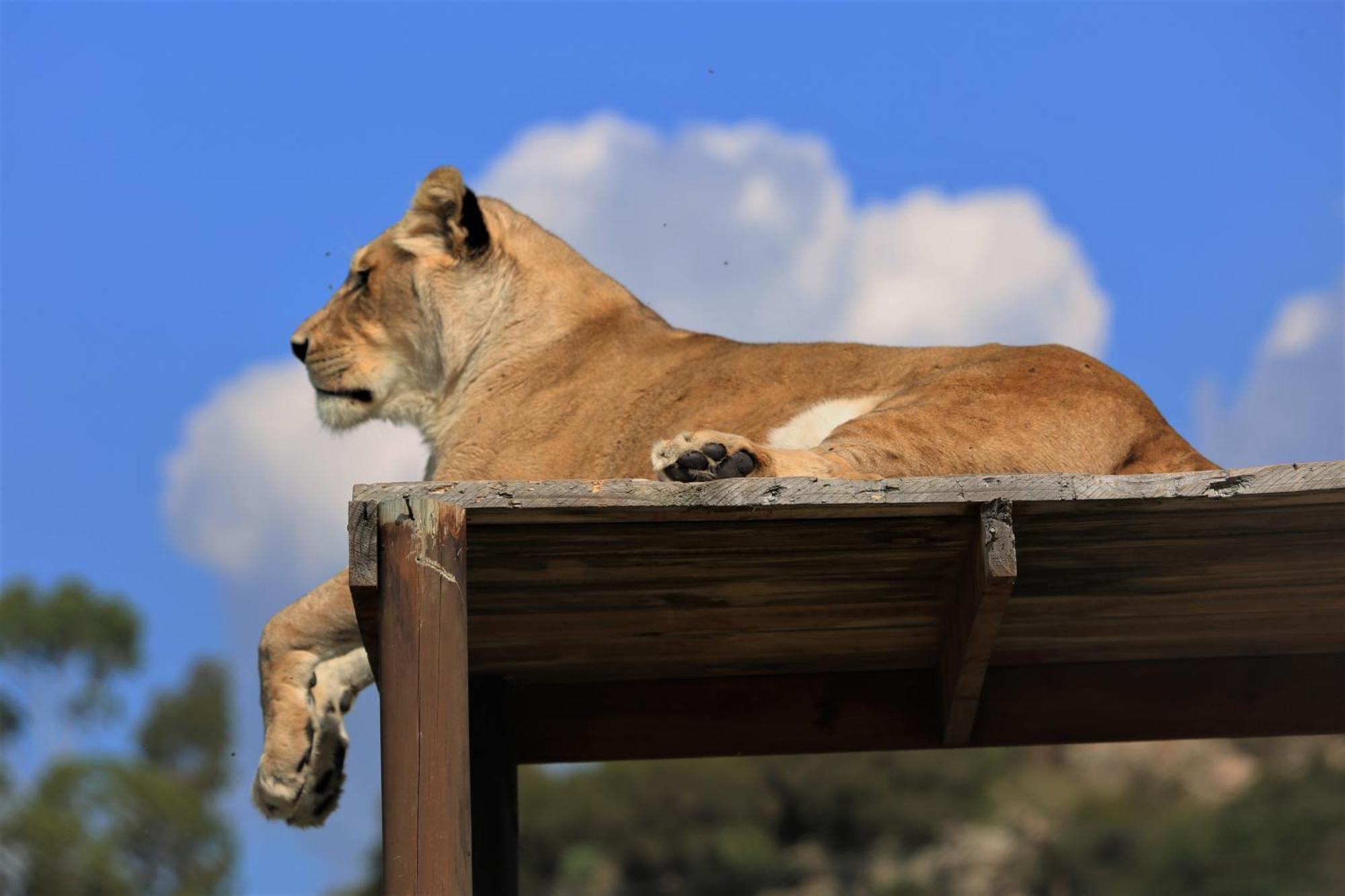 Lionsrock Big Cat Sanctuary Βίλα Βηθλεέμ Εξωτερικό φωτογραφία