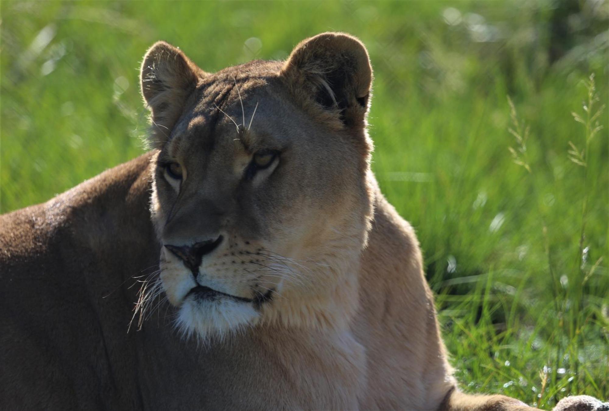 Lionsrock Big Cat Sanctuary Βίλα Βηθλεέμ Εξωτερικό φωτογραφία