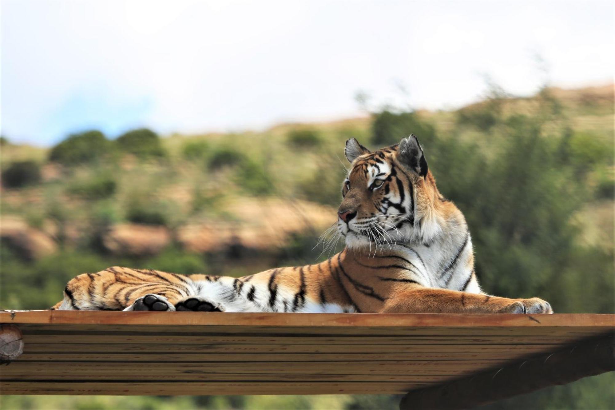 Lionsrock Big Cat Sanctuary Βίλα Βηθλεέμ Εξωτερικό φωτογραφία