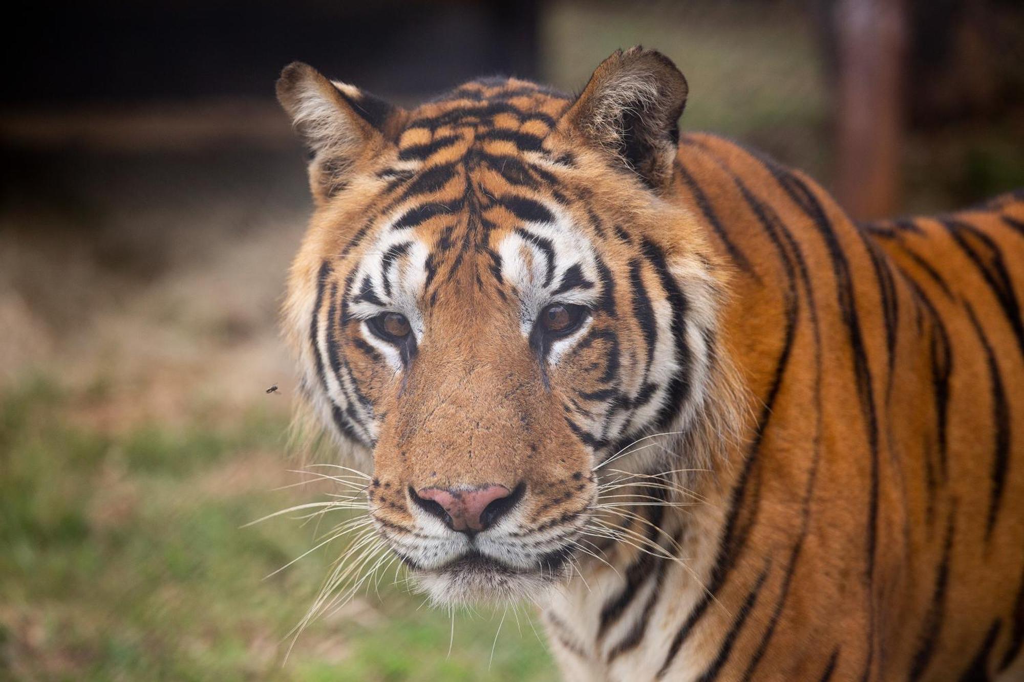 Lionsrock Big Cat Sanctuary Βίλα Βηθλεέμ Εξωτερικό φωτογραφία