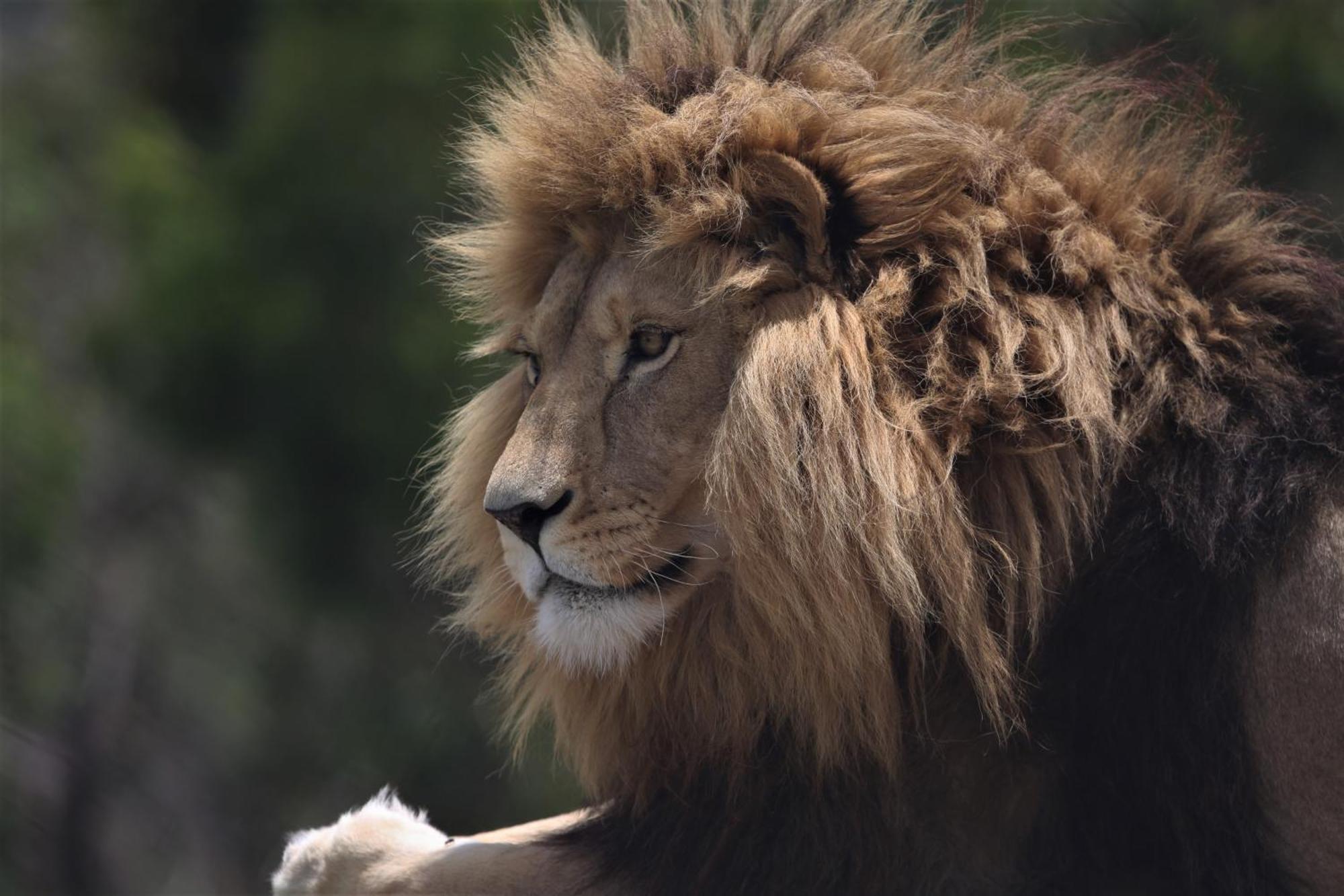 Lionsrock Big Cat Sanctuary Βίλα Βηθλεέμ Εξωτερικό φωτογραφία