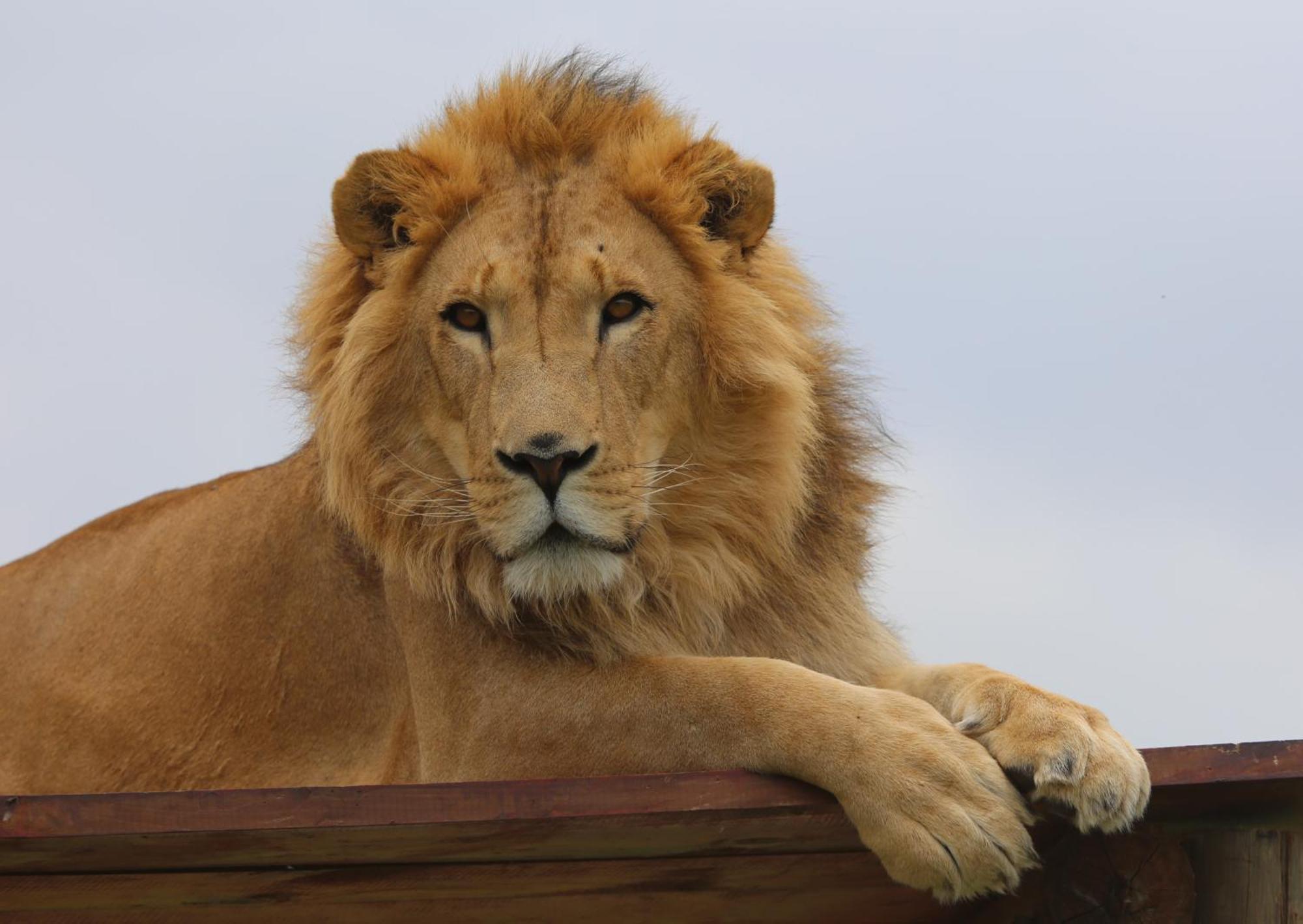 Lionsrock Big Cat Sanctuary Βίλα Βηθλεέμ Εξωτερικό φωτογραφία