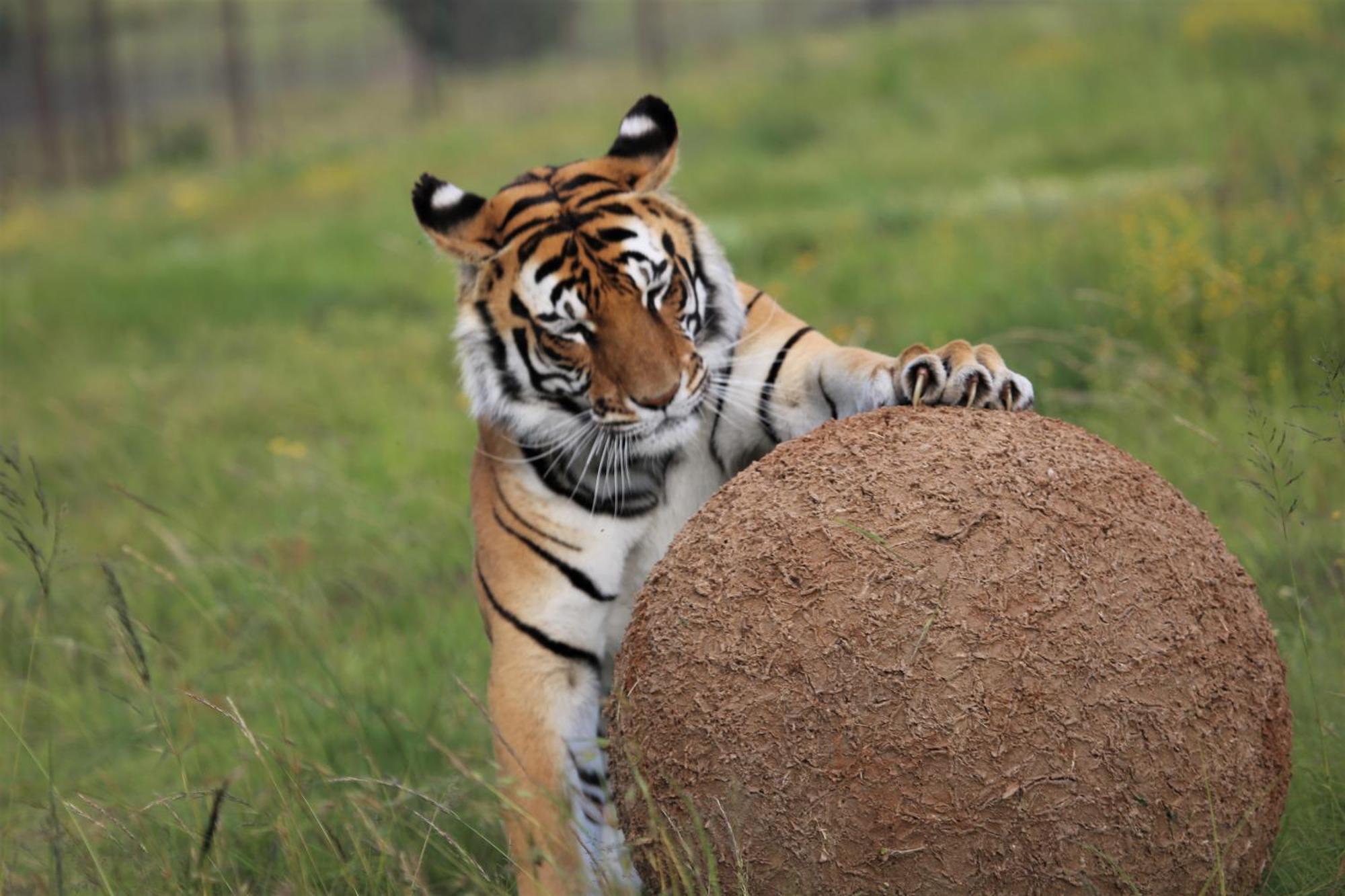 Lionsrock Big Cat Sanctuary Βίλα Βηθλεέμ Εξωτερικό φωτογραφία