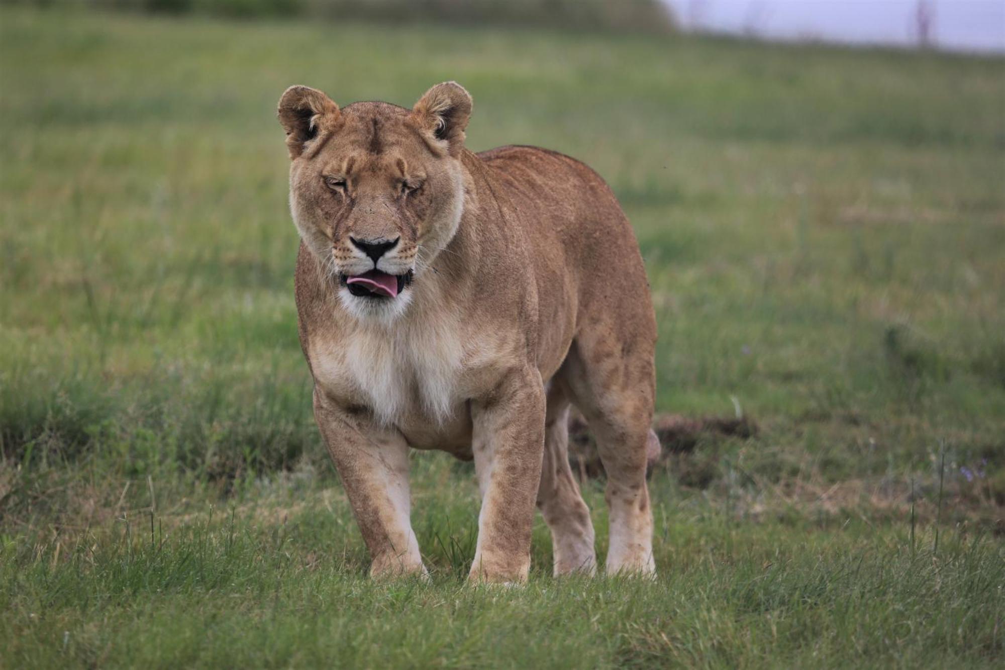 Lionsrock Big Cat Sanctuary Βίλα Βηθλεέμ Εξωτερικό φωτογραφία