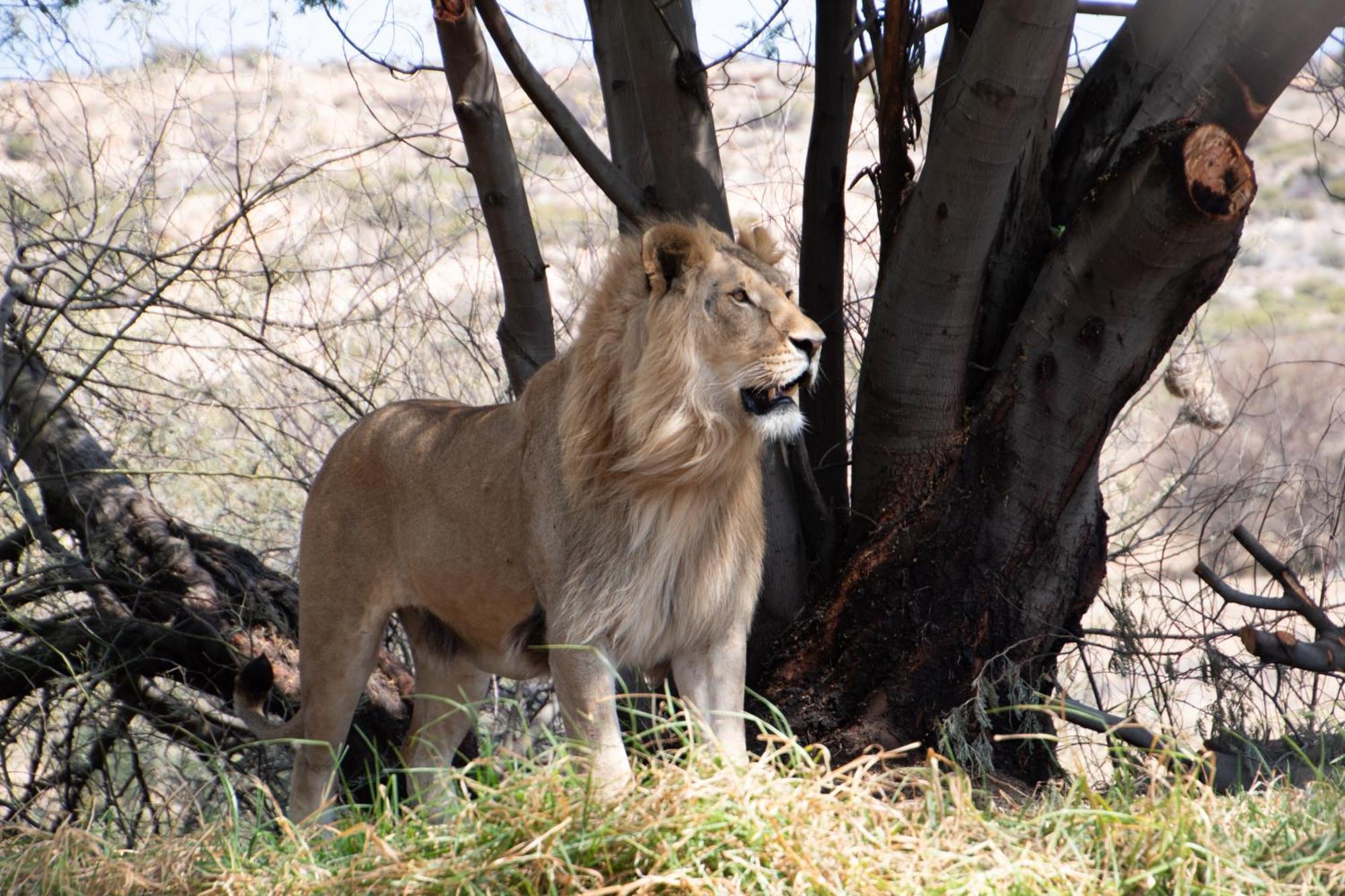 Lionsrock Big Cat Sanctuary Βίλα Βηθλεέμ Εξωτερικό φωτογραφία