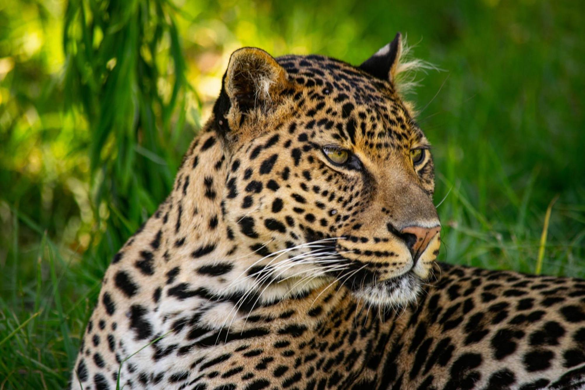 Lionsrock Big Cat Sanctuary Βίλα Βηθλεέμ Εξωτερικό φωτογραφία