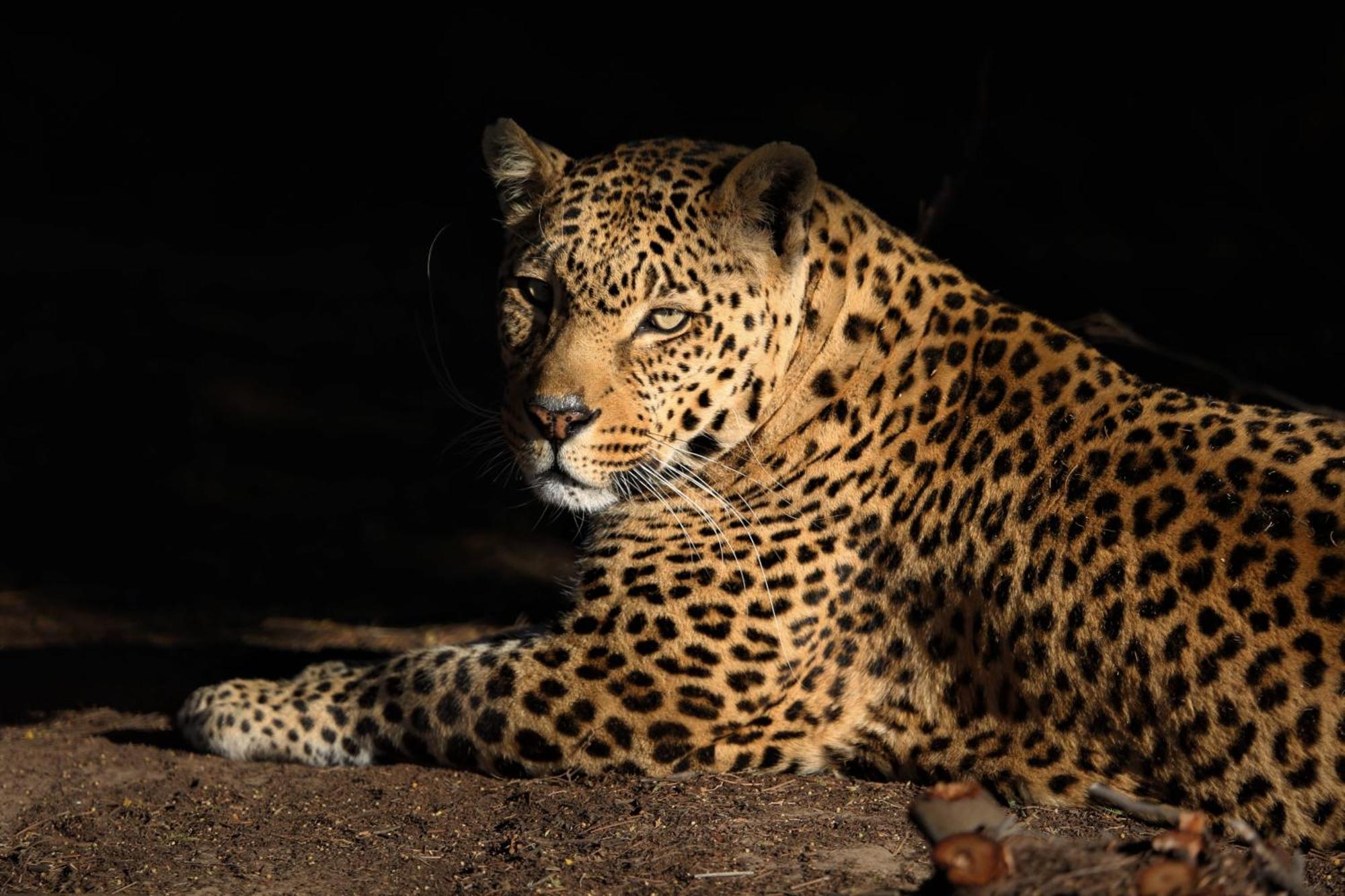 Lionsrock Big Cat Sanctuary Βίλα Βηθλεέμ Εξωτερικό φωτογραφία