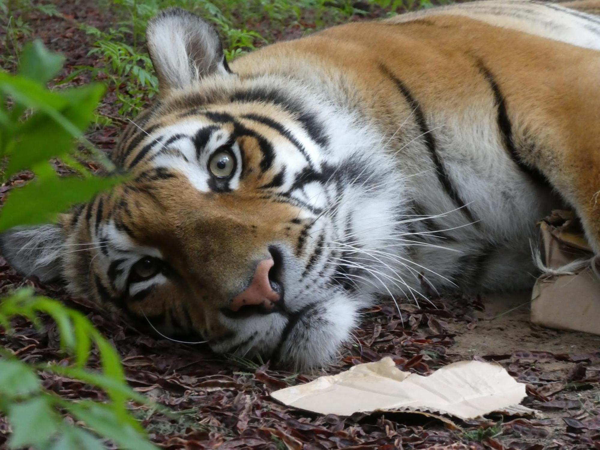 Lionsrock Big Cat Sanctuary Βίλα Βηθλεέμ Εξωτερικό φωτογραφία